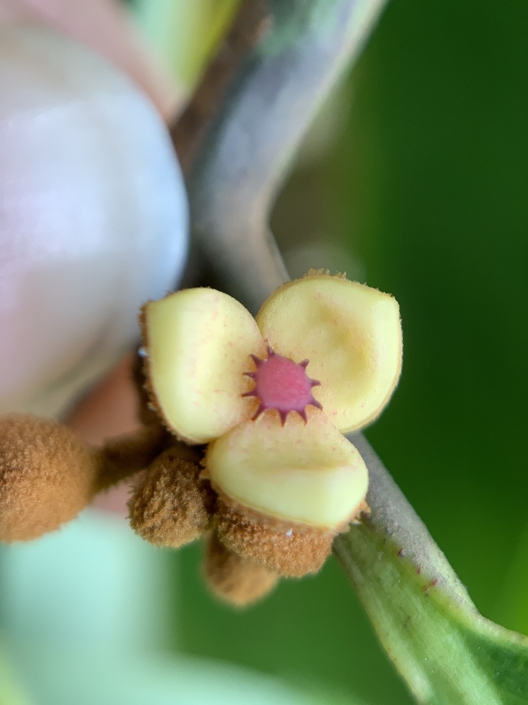 Knema corticosa