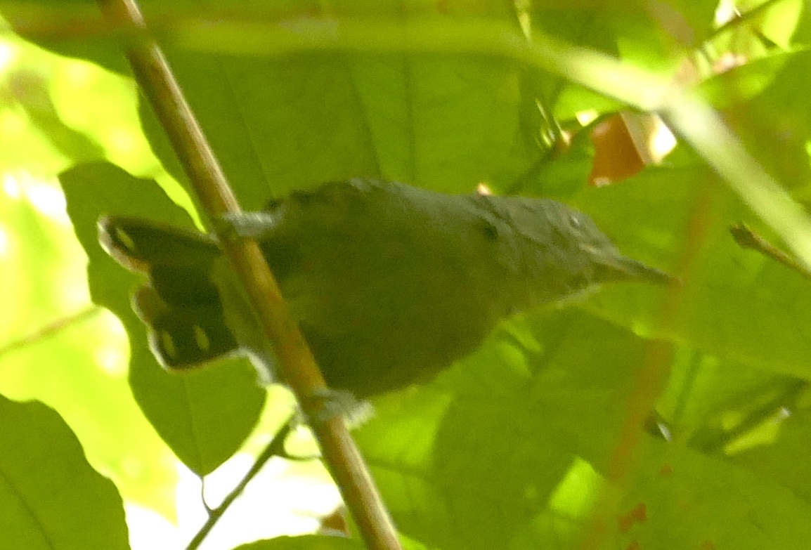 Amazonian Antshrike (Thamnophilus amazonicus), photo 10