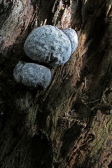 Fungi