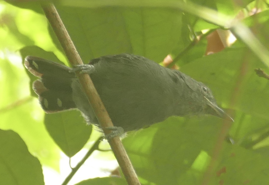 Amazonian Antshrike (Thamnophilus amazonicus), photo 8
