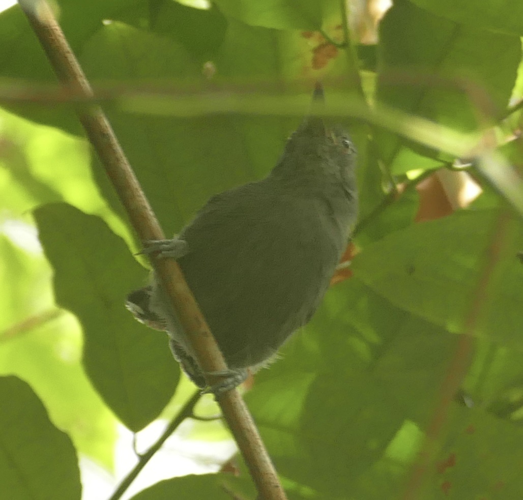 Amazonian Antshrike (Thamnophilus amazonicus), photo 9