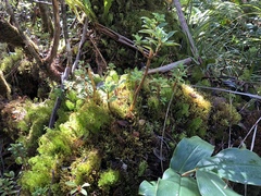 Peperomia hesperomannii