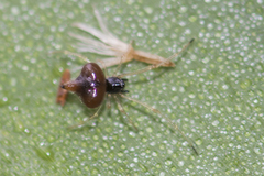 Theridula