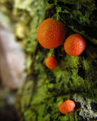 Fungi