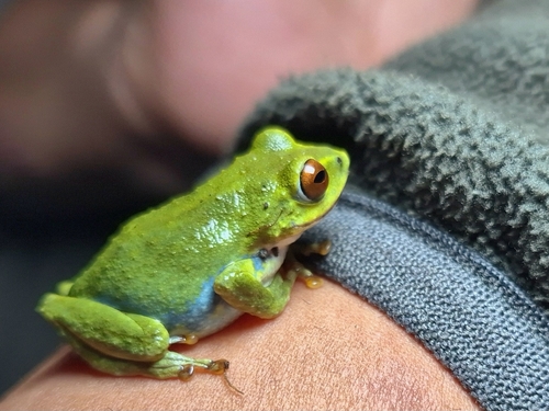Beddome's Bush Frog, Raorchestes beddomii