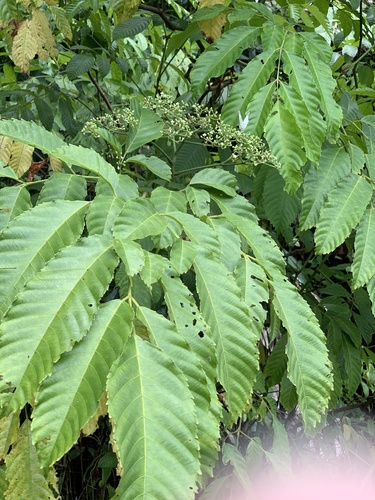 Leea indica