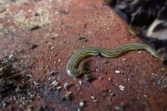 Continenticola