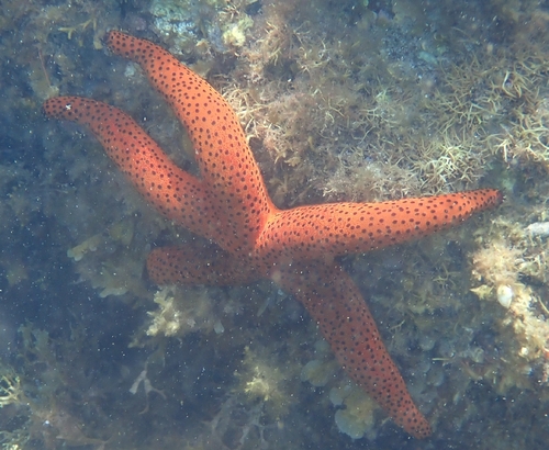 Echinaster varicolor observed 2025-12-16