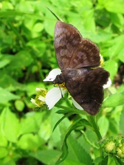 Pellicia arina