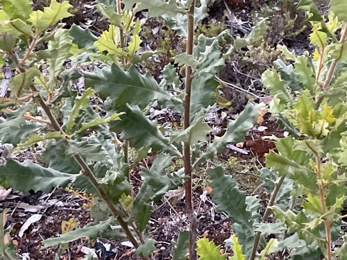 Urchin Dryandra (Banksia undata)