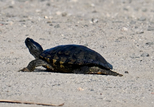 iNaturalist observation photo of Pond Slider