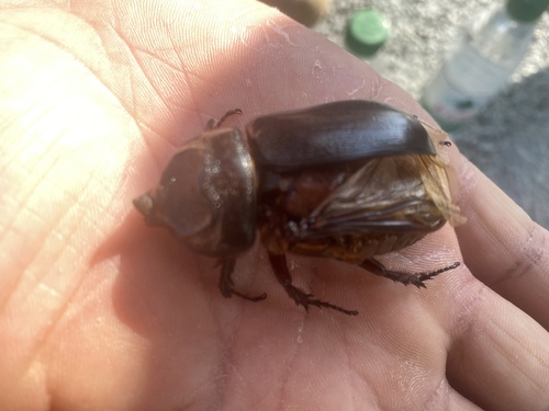 Coconut Rhinoceros Beetle