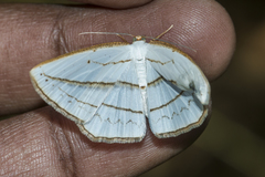 Orthocabera ocernaria