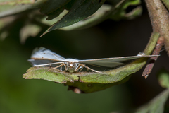 Orthocabera ocernaria