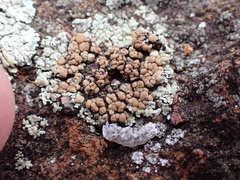 Lecanora sierrae
