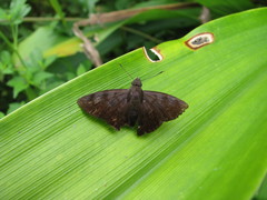Pellicia arina