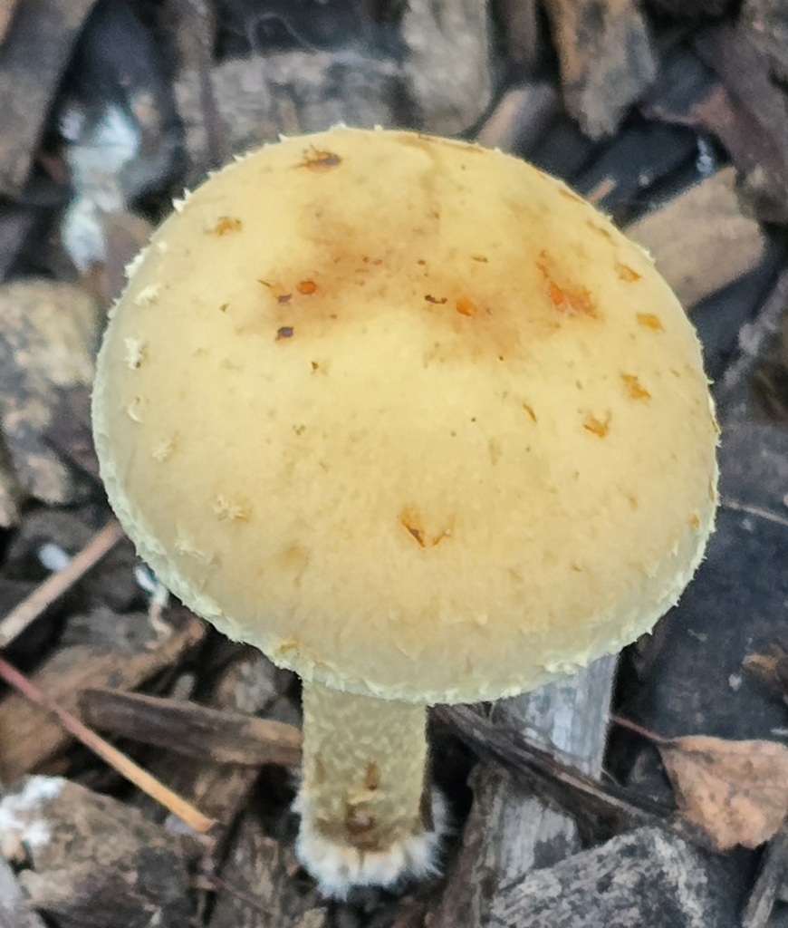 Leratiomyces percevalii · December 2025 · photo: © jrsweet (iNaturalist, cc0)