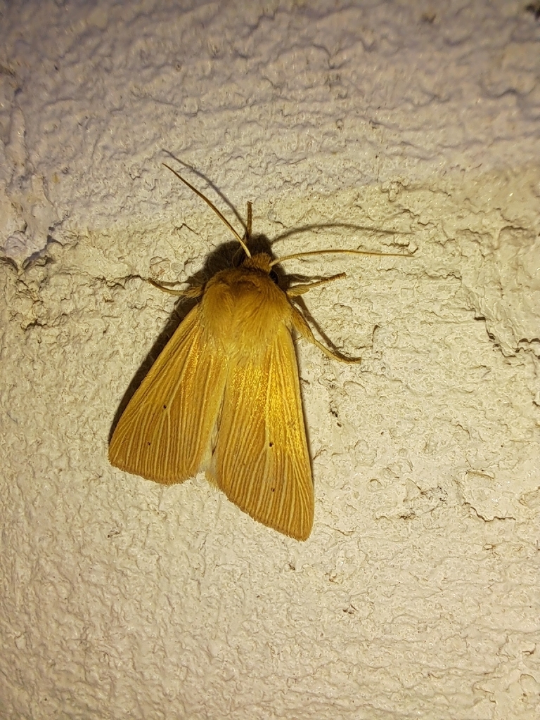 Common Wainscot