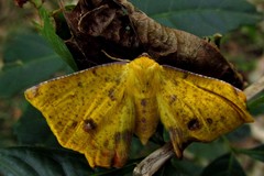 Lepidoptera