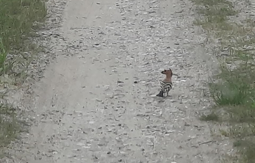 Common Hoopoe