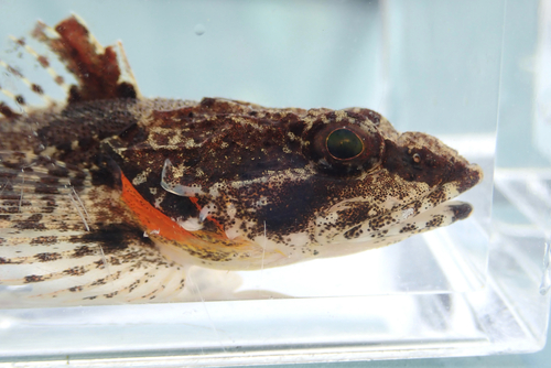 Roughskin sculpin (Trachidermus fasciatus) — Cottidae — 4