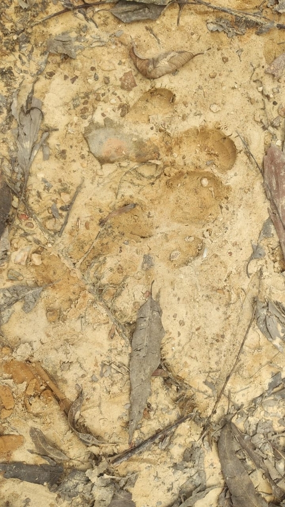 Asian tapir (Acrocodia indica)