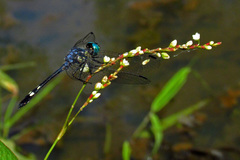 Odonata
