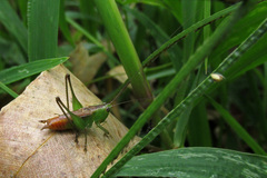 Orthoptera