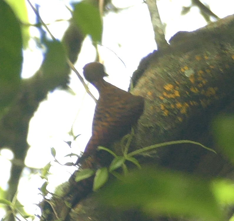 Variable Woodpecker (Celeus undatus), photo 2