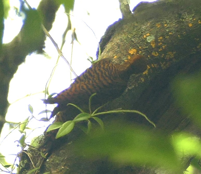 Variable Woodpecker (Celeus undatus), photo 1