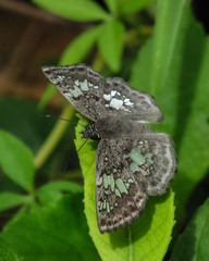 Xenophanes tryxus