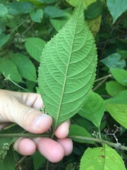 Callicarpa longifolia