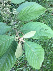 Callicarpa longifolia
