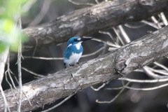 Alcedo coerulescens