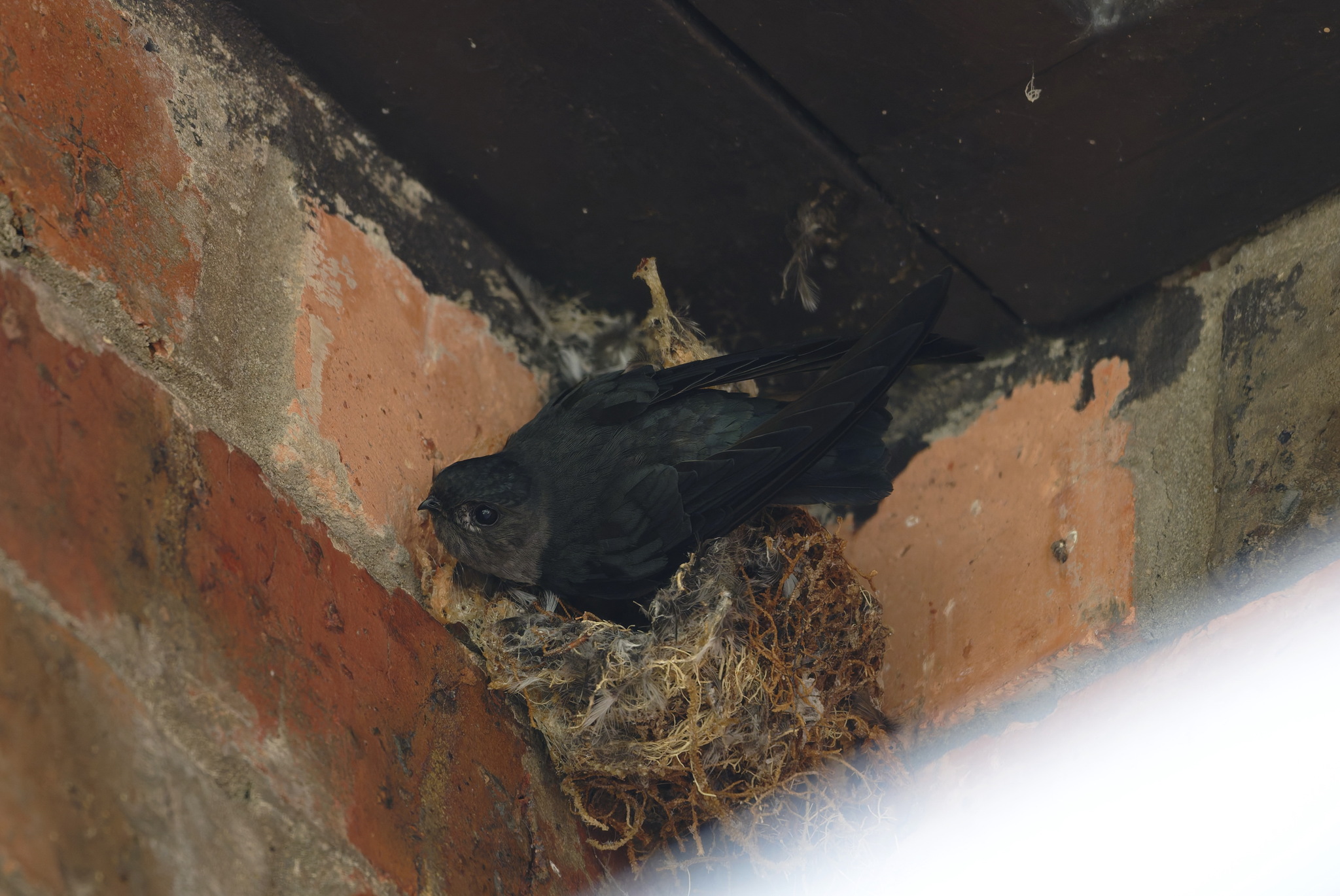 Bornean Swiftlet (Collocalia dodgei), photo 1