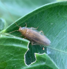 Blattoidae
