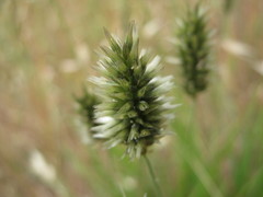 Enneapogon nigricans