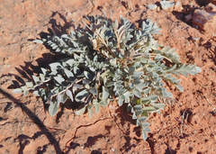 Astragalus missouriensis