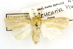 Leucania humidicola