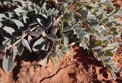 Astragalus missouriensis