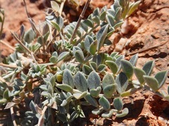 Astragalus missouriensis