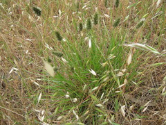 Enneapogon nigricans