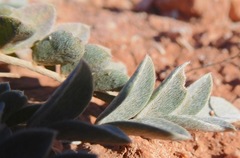 Astragalus missouriensis