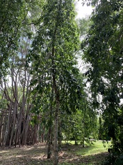 Garcinia atroviridis