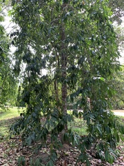 Garcinia atroviridis