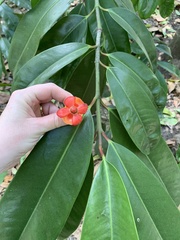 Garcinia atroviridis