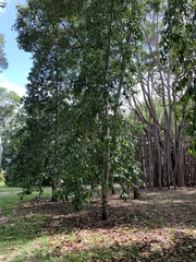 Garcinia atroviridis