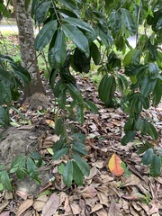 Garcinia atroviridis