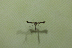 Insecta