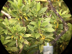 Scaevola glabra